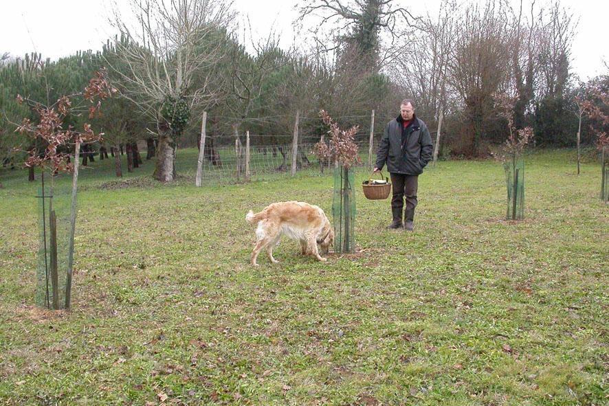cavage récolte de truffes