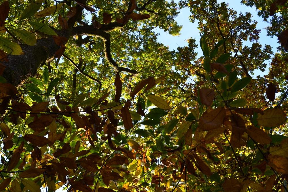 Forêt de l'Hermitain
